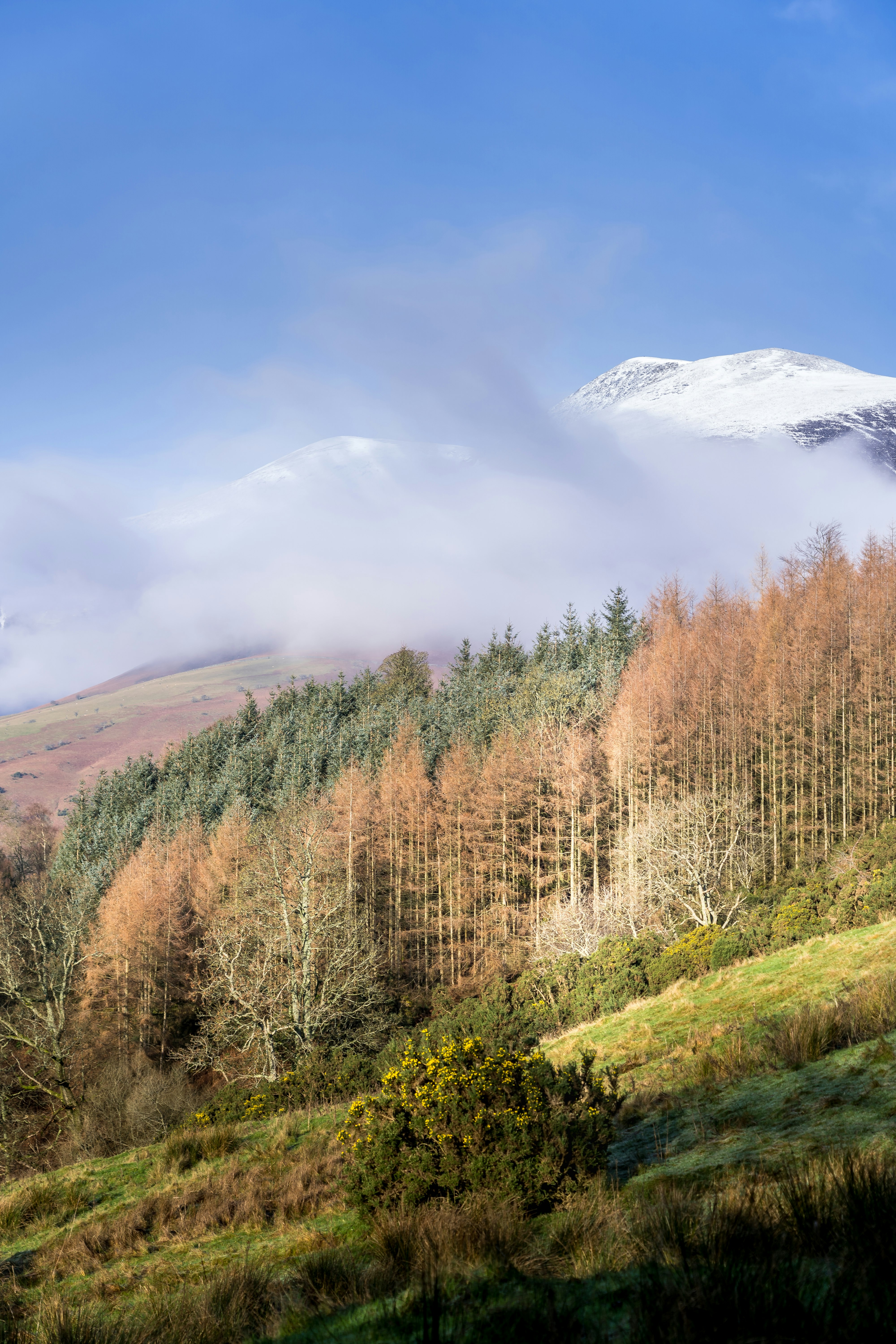 brown trees on green grass field near snow covered mountain during daytime